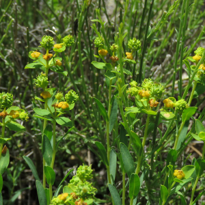 Photographie n°2533009 du taxon Euphorbia spinosa L.