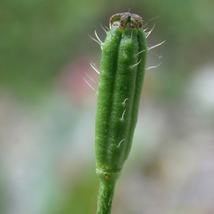 Photographie n°2533015 du taxon Papaver argemone L.