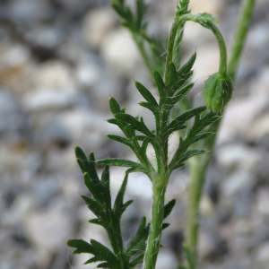 Photographie n°2533016 du taxon Papaver argemone L.