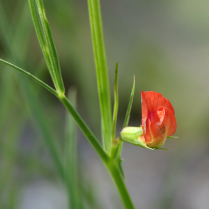 Photographie n°2533019 du taxon Lathyrus sphaericus Retz.