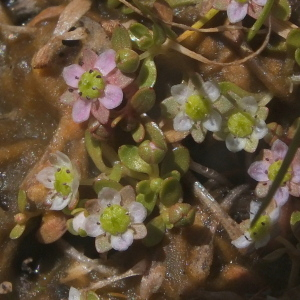  - Elatine hydropiper var. pedunculata Moris