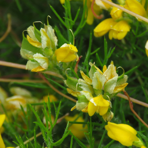 Photographie n°2533044 du taxon Genista hispanica L.