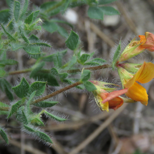 Photographie n°2533054 du taxon Lotus angustissimus L.