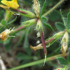 Photographie n°2533056 du taxon Lotus angustissimus L.