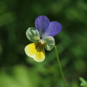 Photographie n°2533083 du taxon Viola tricolor L.