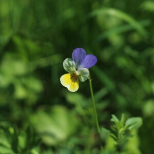 Photographie n°2533084 du taxon Viola tricolor L.