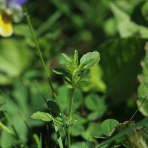 Photographie n°2533085 du taxon Viola tricolor L.