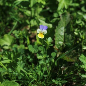 Photographie n°2533086 du taxon Viola tricolor L.