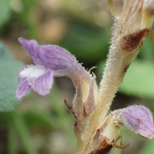 Photographie n°2533091 du taxon Phelipanche ramosa subsp. nana (Reut.) J.M.Tison