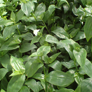 Photographie n°2533094 du taxon Tradescantia fluminensis Vell.