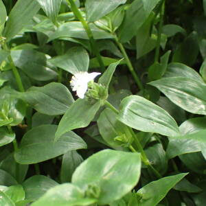 Photographie n°2533095 du taxon Tradescantia fluminensis Vell.