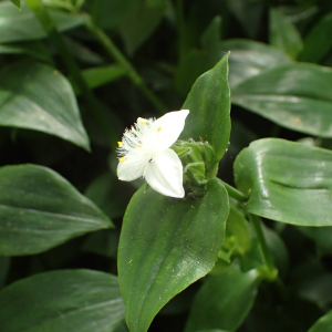 Photographie n°2533098 du taxon Tradescantia fluminensis Vell.