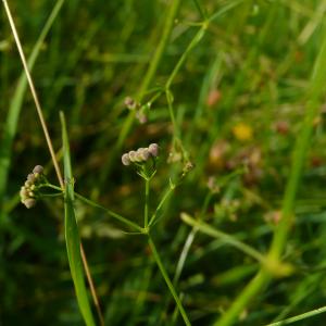 Photographie n°2533120 du taxon Galium debile Desv. [1818]