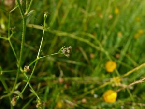 lorichin, le 17 juin 2022 (Roumengoux (Bourdasses))