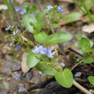 Photographie n°2533133 du taxon Veronica beccabunga L.