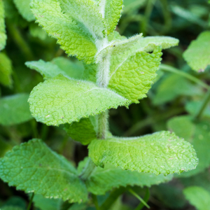 Photographie n°2533158 du taxon Mentha suaveolens Ehrh. [1792]