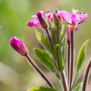 Photographie n°2533166 du taxon Epilobium hirsutum L.