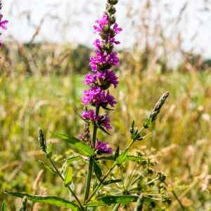 Photographie n°2533167 du taxon Lythrum salicaria L.