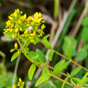 Photographie n°2533175 du taxon Lonicera periclymenum L. [1753]
