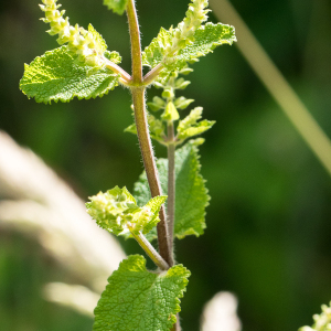 Photographie n°2533176 du taxon Teucrium scorodonia L.