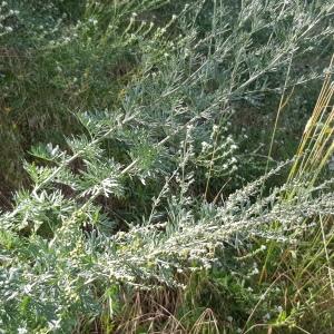 Photographie n°2533181 du taxon Artemisia absinthium L.