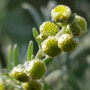 Photographie n°2533182 du taxon Artemisia absinthium L.