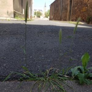 Photographie n°2533251 du taxon Hordeum murinum L.