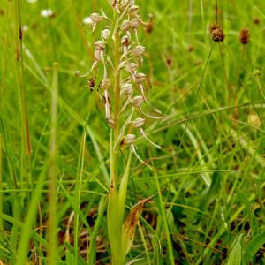 Photographie n°2533256 du taxon Himantoglossum hircinum (L.) Spreng.