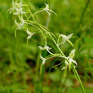 Photographie n°2533258 du taxon Platanthera bifolia (L.) Rich.