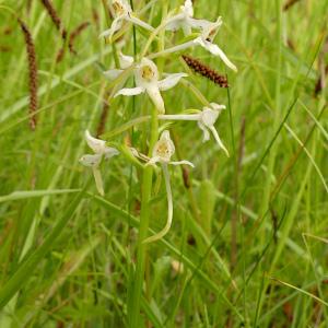 Photographie n°2533261 du taxon Platanthera bifolia (L.) Rich. [1817]