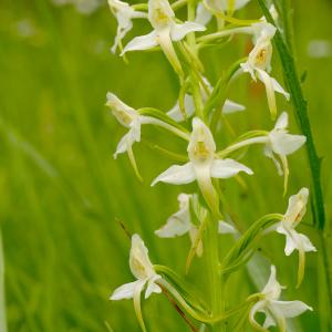 Photographie n°2533263 du taxon Platanthera bifolia (L.) Rich. [1817]