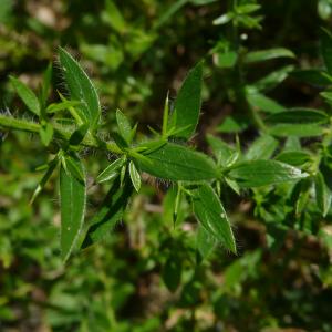 Photographie n°2533282 du taxon Genista germanica L. [1753]