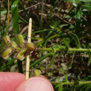 Photographie n°2533286 du taxon Genista germanica L. [1753]