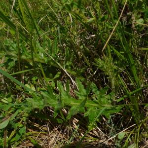 Photographie n°2533291 du taxon Cirsium tuberosum (L.) All.