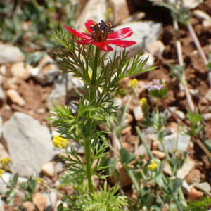 Photographie n°2533296 du taxon Adonis annua L.