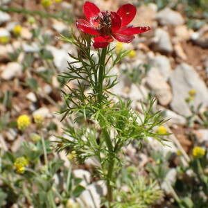 Photographie n°2533297 du taxon Adonis annua L.