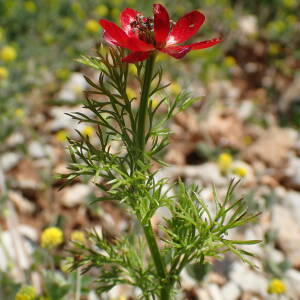 Photographie n°2533298 du taxon Adonis annua L.