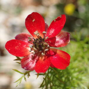 Photographie n°2533299 du taxon Adonis annua L.