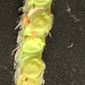 Photographie n°2533310 du taxon Paspalum dilatatum Poir.