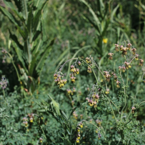 Photographie n°2533315 du taxon Thalictrum foetidum L.