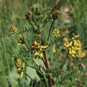 Photographie n°2533316 du taxon Astragalus penduliflorus Lam.