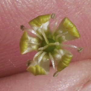 Photographie n°2533335 du taxon Silene viridiflora L. [1762]