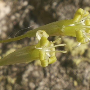 Photographie n°2533336 du taxon Silene viridiflora L. [1762]