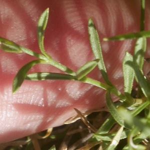 Photographie n°2533337 du taxon Silene viridiflora L. [1762]