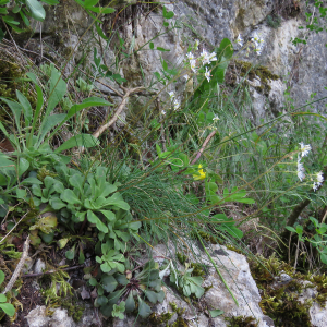  - Saxifraga cuneifolia subsp. cuneifolia 