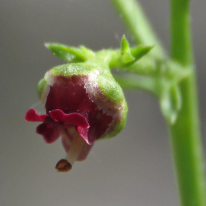 Photographie n°2533342 du taxon Scrophularia canina L.