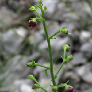Photographie n°2533343 du taxon Scrophularia canina L.