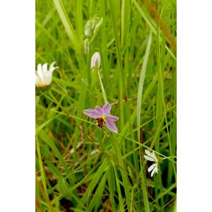 Ophrys apifera var. friburgensis Freyhold