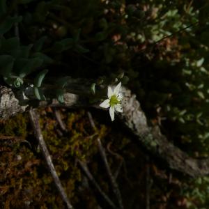 Photographie n°2533393 du taxon Sedum dasyphyllum L.