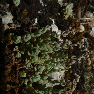 Photographie n°2533396 du taxon Sedum dasyphyllum L.